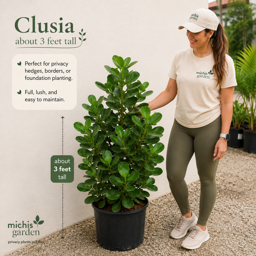 Clusias About 3 Feet Tall Privacy Plants Low Maintenance Florida Native Plant