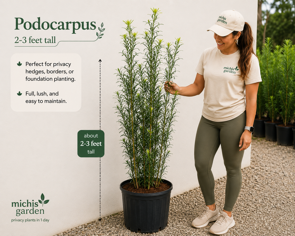 Podocarpus About 2-3 Feet Tall Privacy Plants Low Maintenance Native Plant