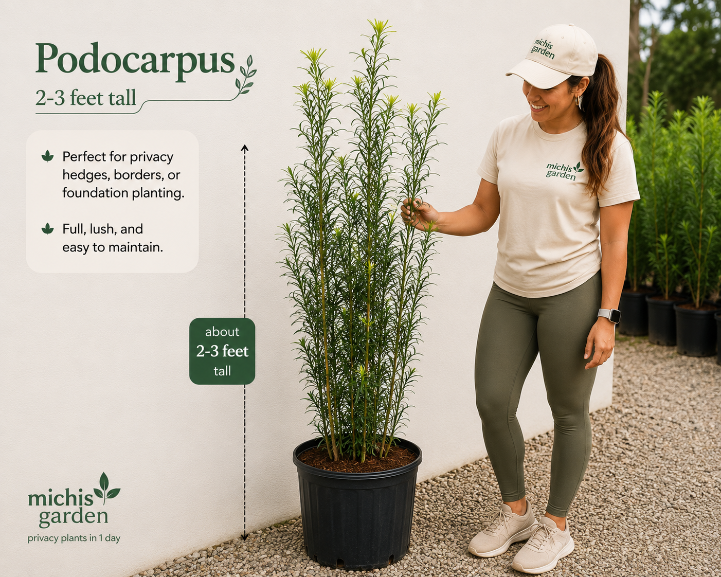 Podocarpus About 2-3 Feet Tall Privacy Plants Low Maintenance Native Plant