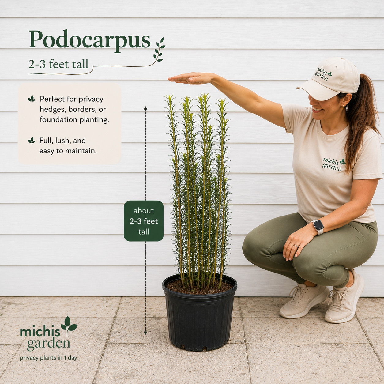 Podocarpus About 2-3 Feet Tall Privacy Plants Low Maintenance Native Plant