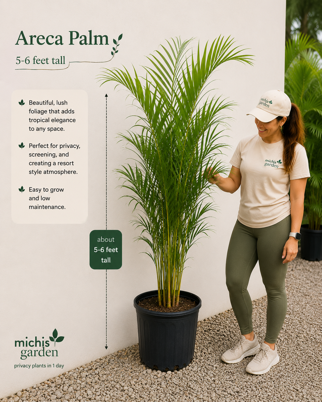 Arecas Palms About 5-6 Feet Tall Privacy plants Low Maintenance Plants