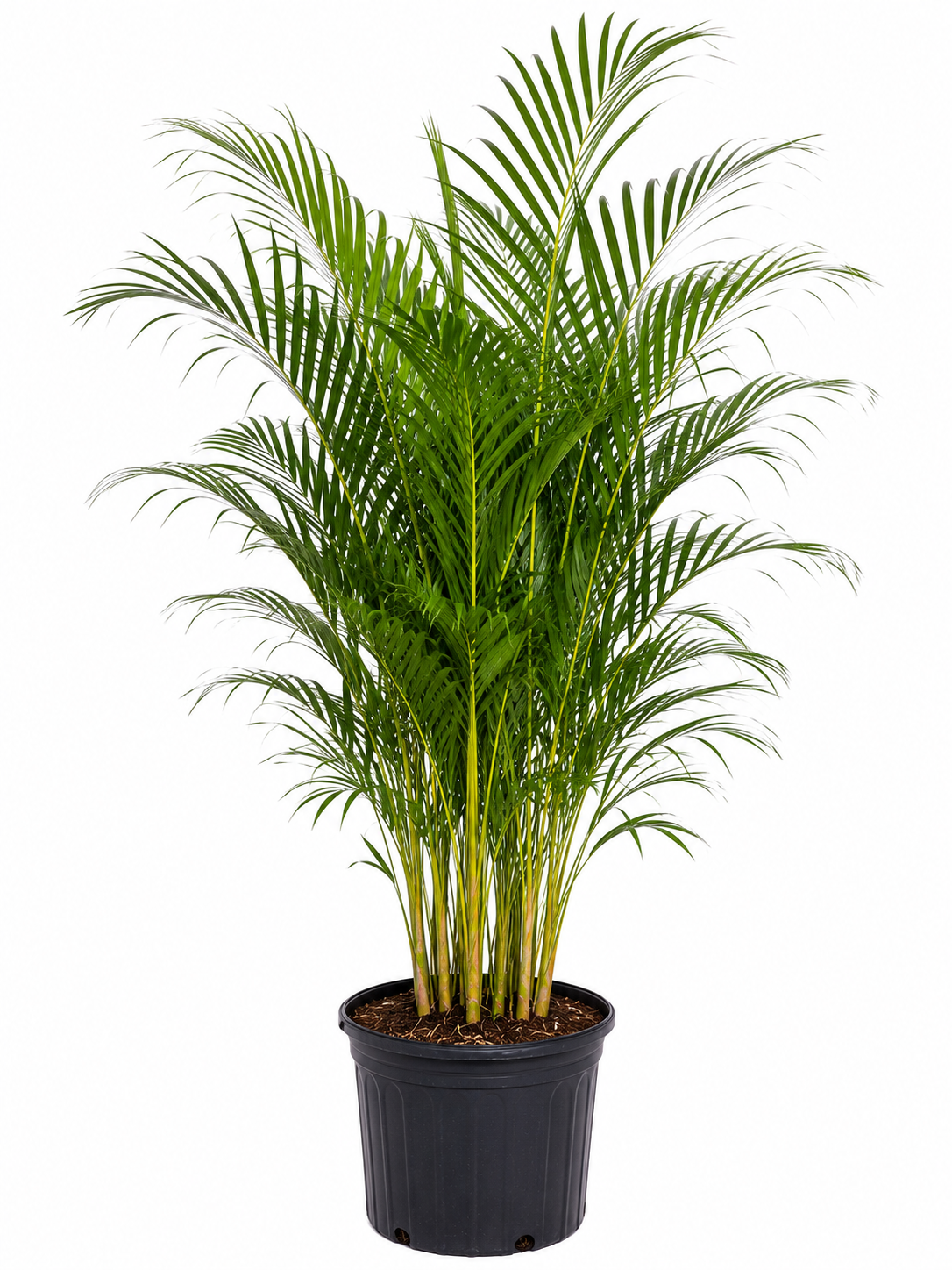 Arecas Palms About 5-6 Feet Tall Privacy plants Low Maintenance Plants