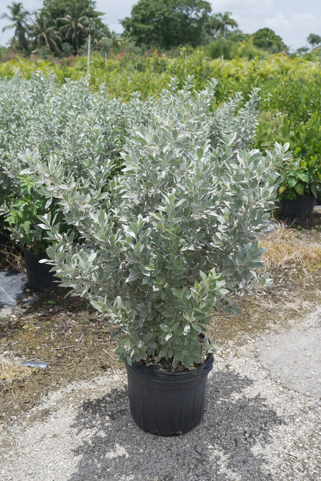 Silver Buttonwood About 3-4 Feet Tall