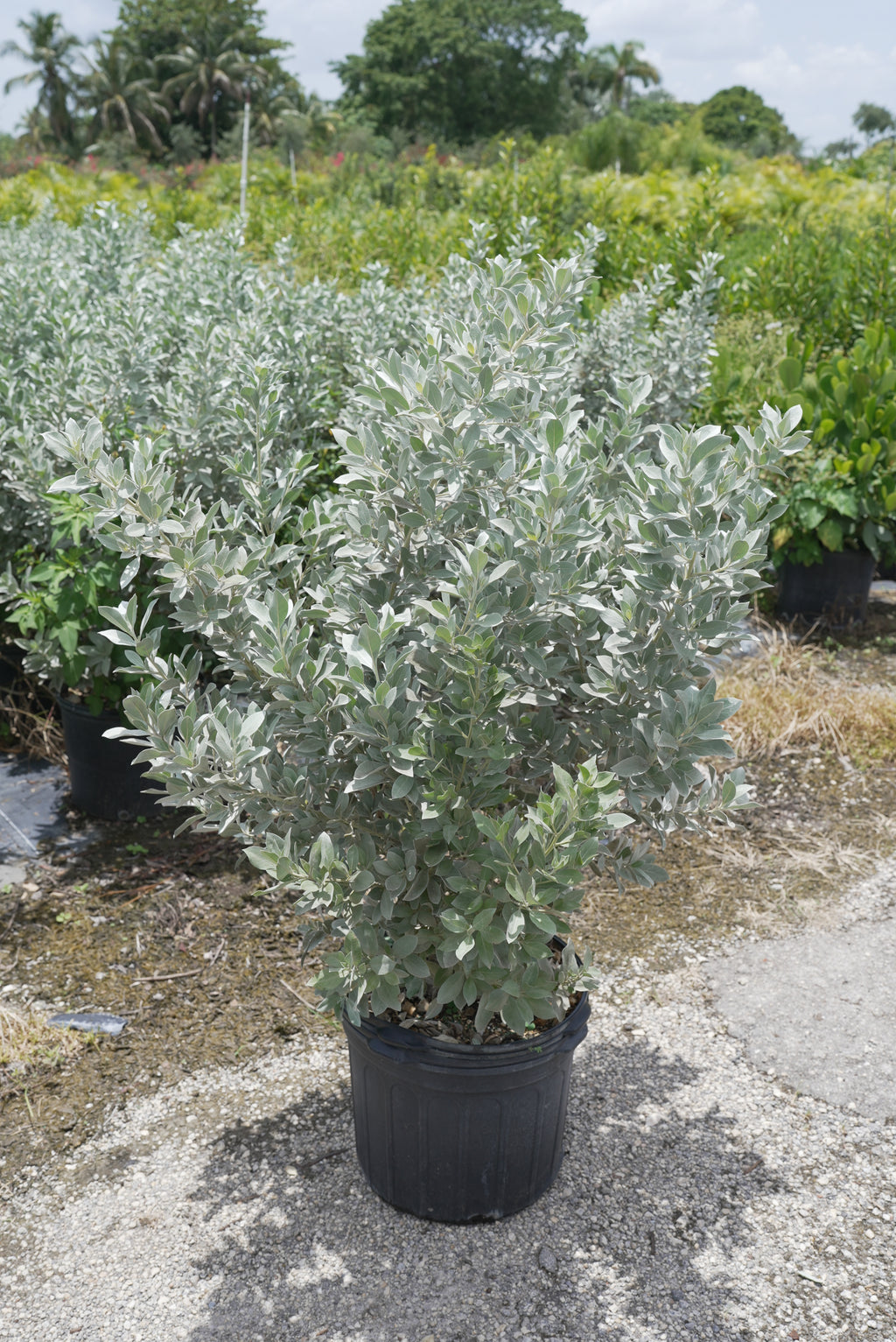 Silver Buttonwood About 3-4 Feet Tall