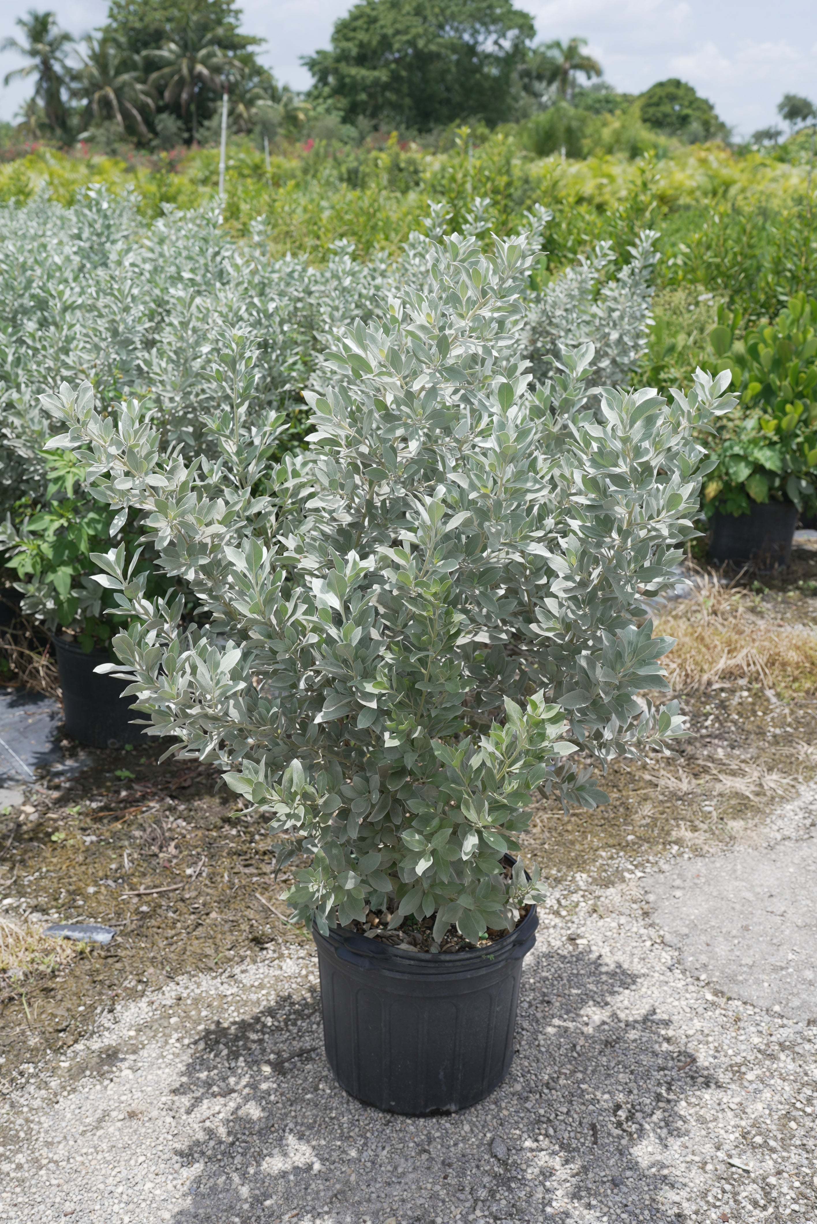 Silver Buttonwood About 3-4 Feet Tall