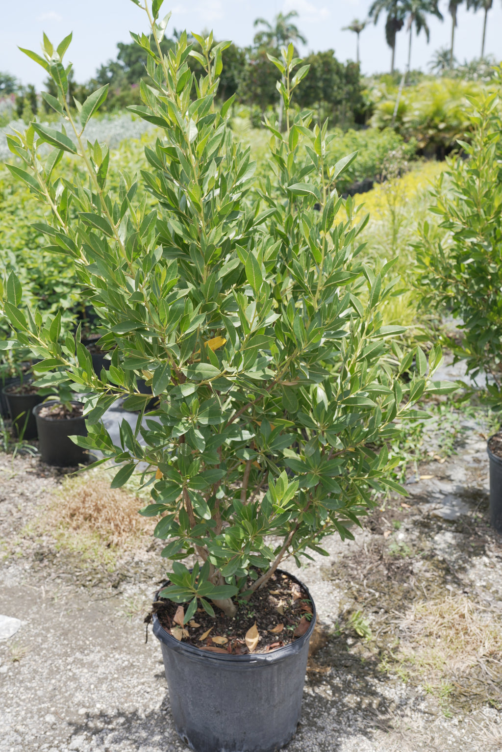 Green Buttonwood About 4 Feet Tall