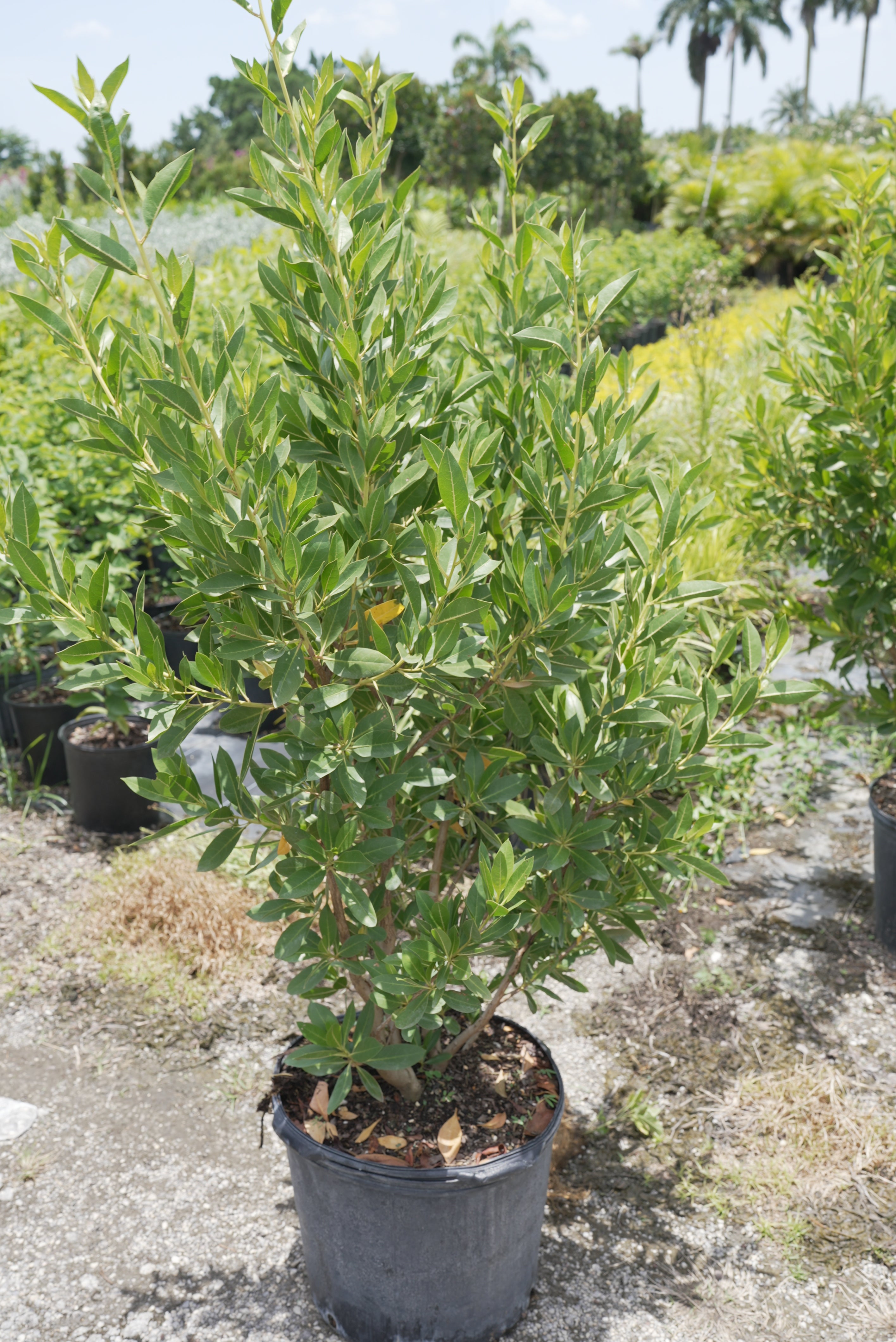 Green Buttonwood About 4 Feet Tall