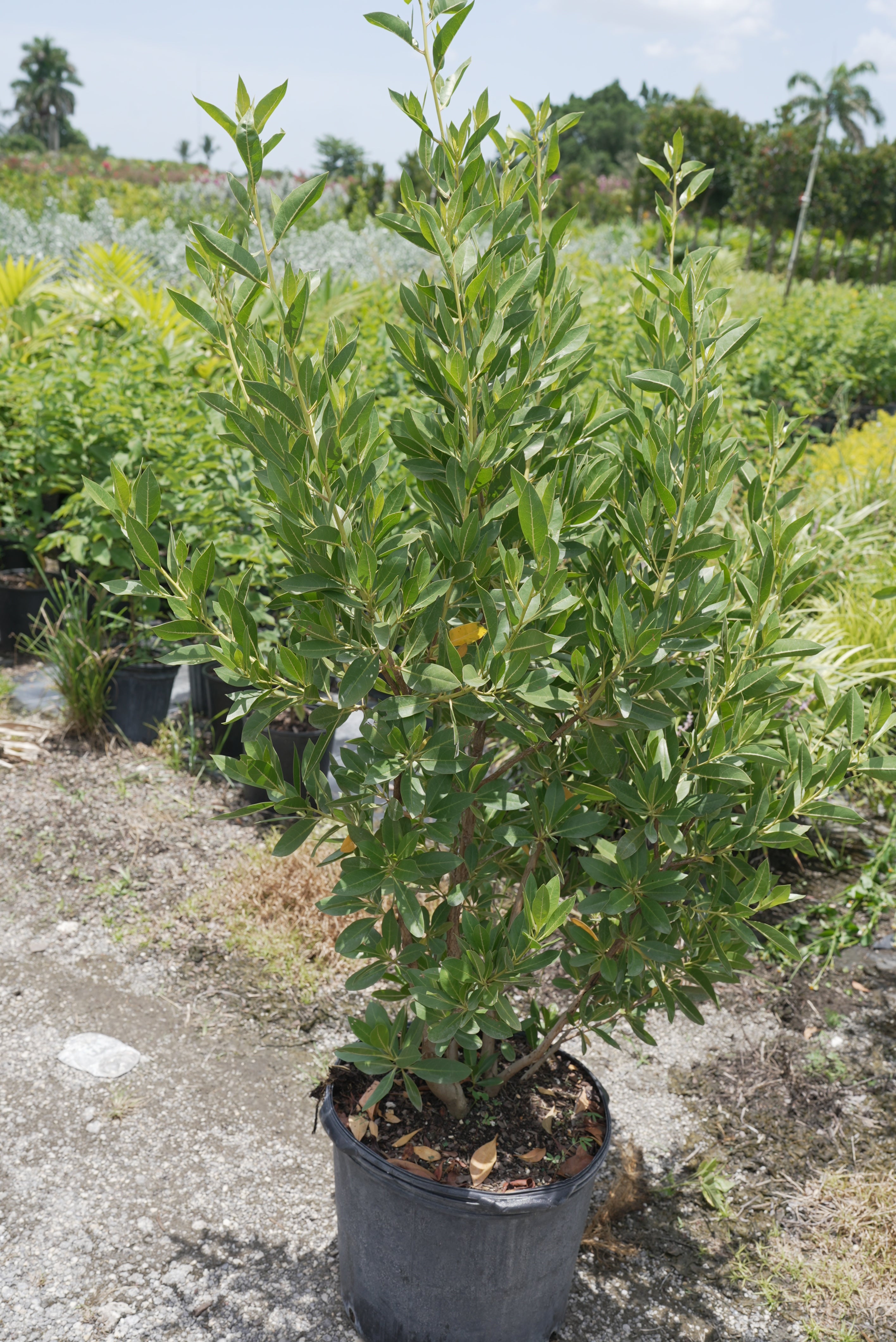 Green Buttonwood About 4 Feet Tall
