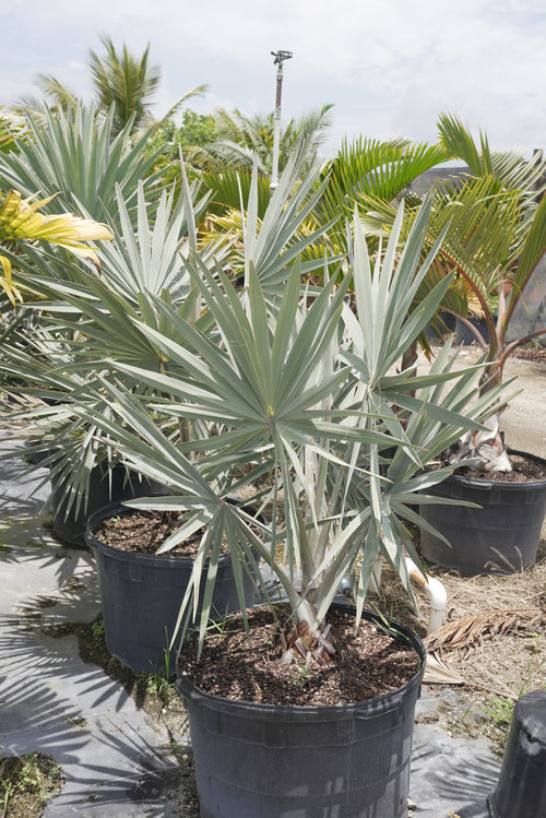 Bismarck Palm