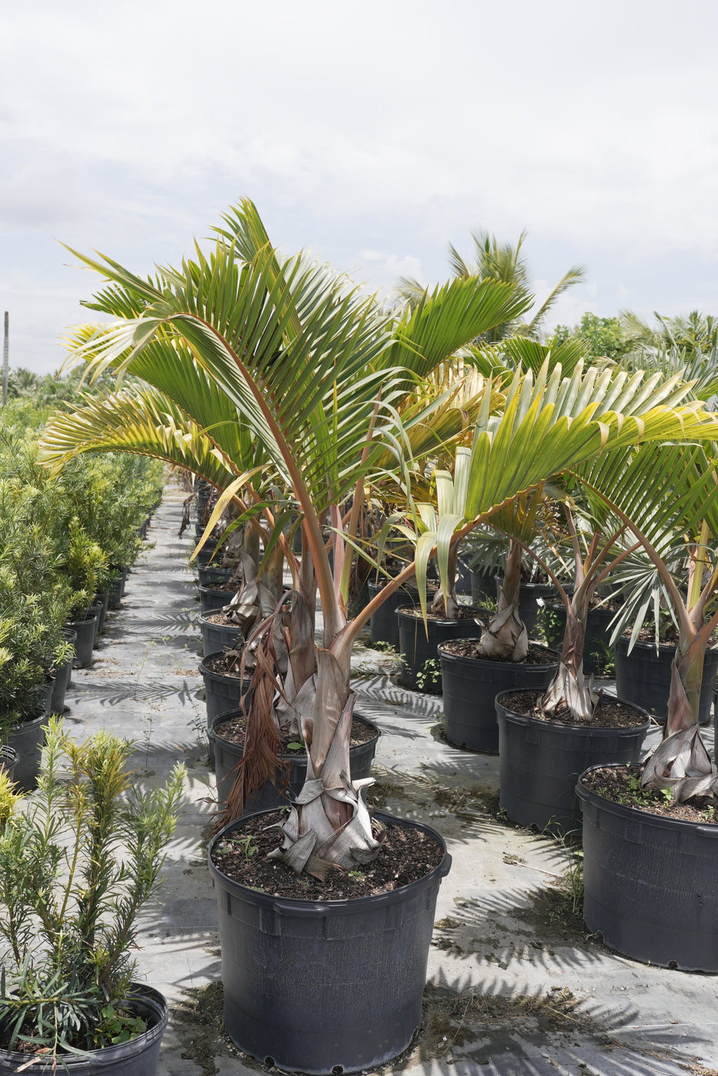 Spindle Palm About 4 Feet Tall