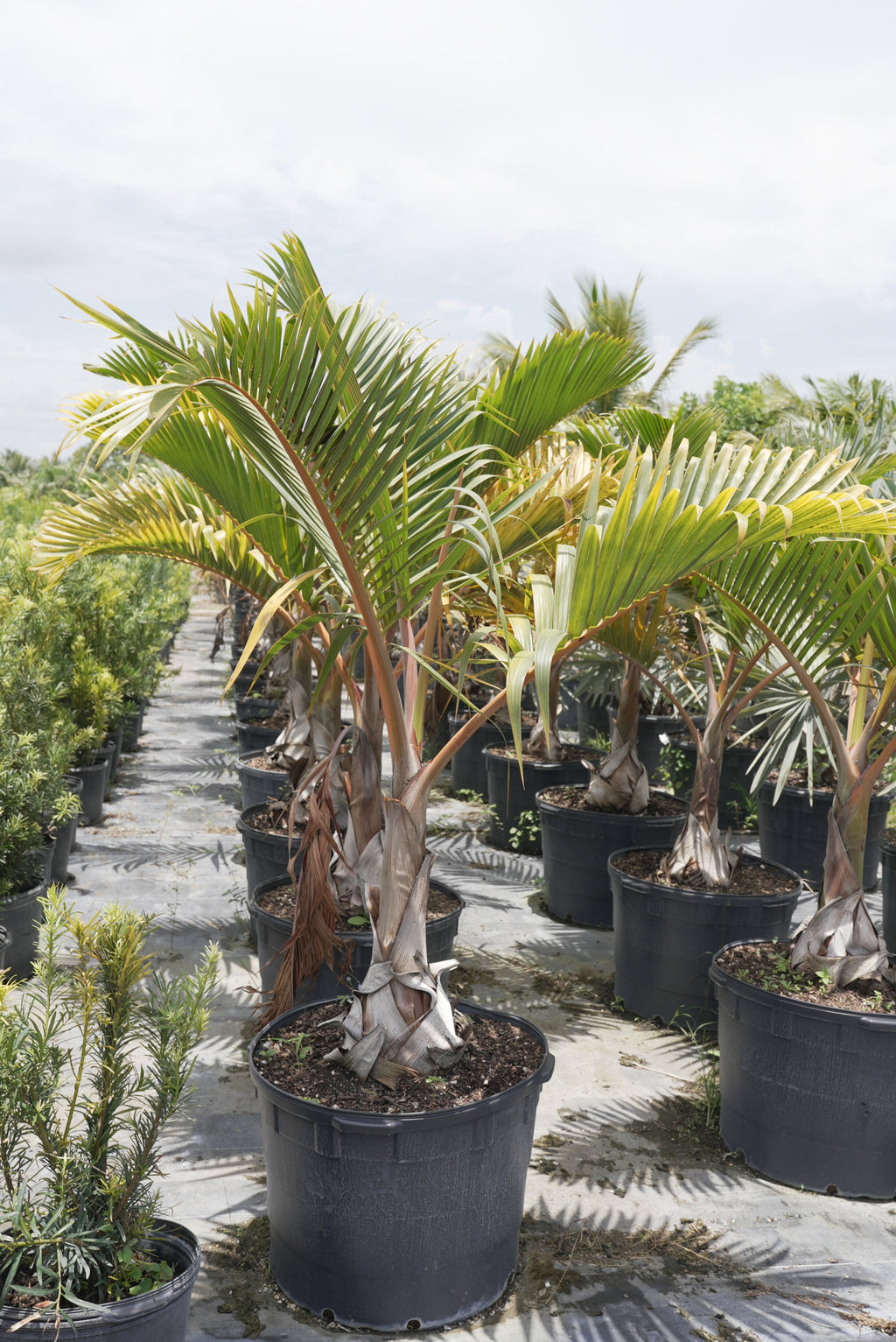 Spindle Palm About 4 Feet Tall