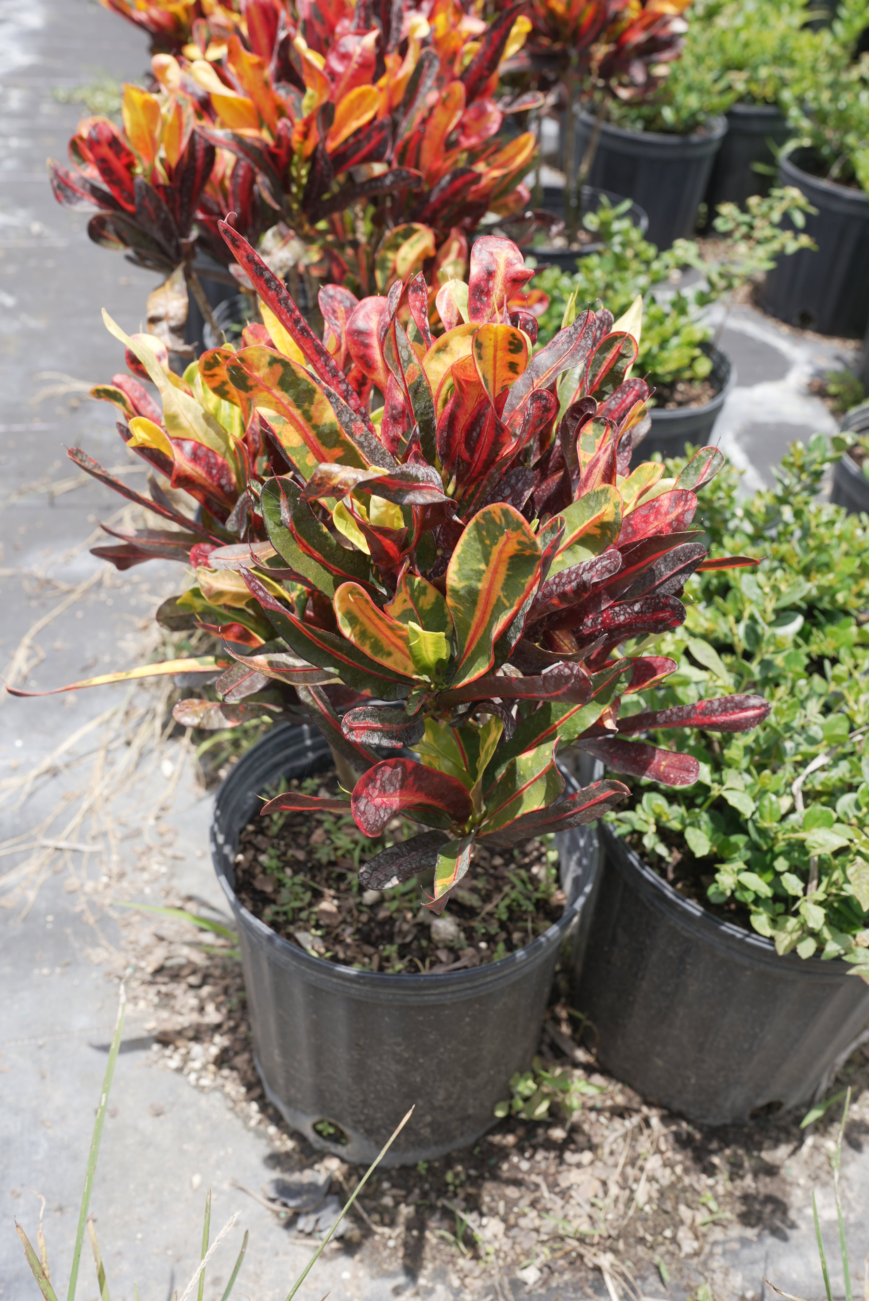 Croton Petra