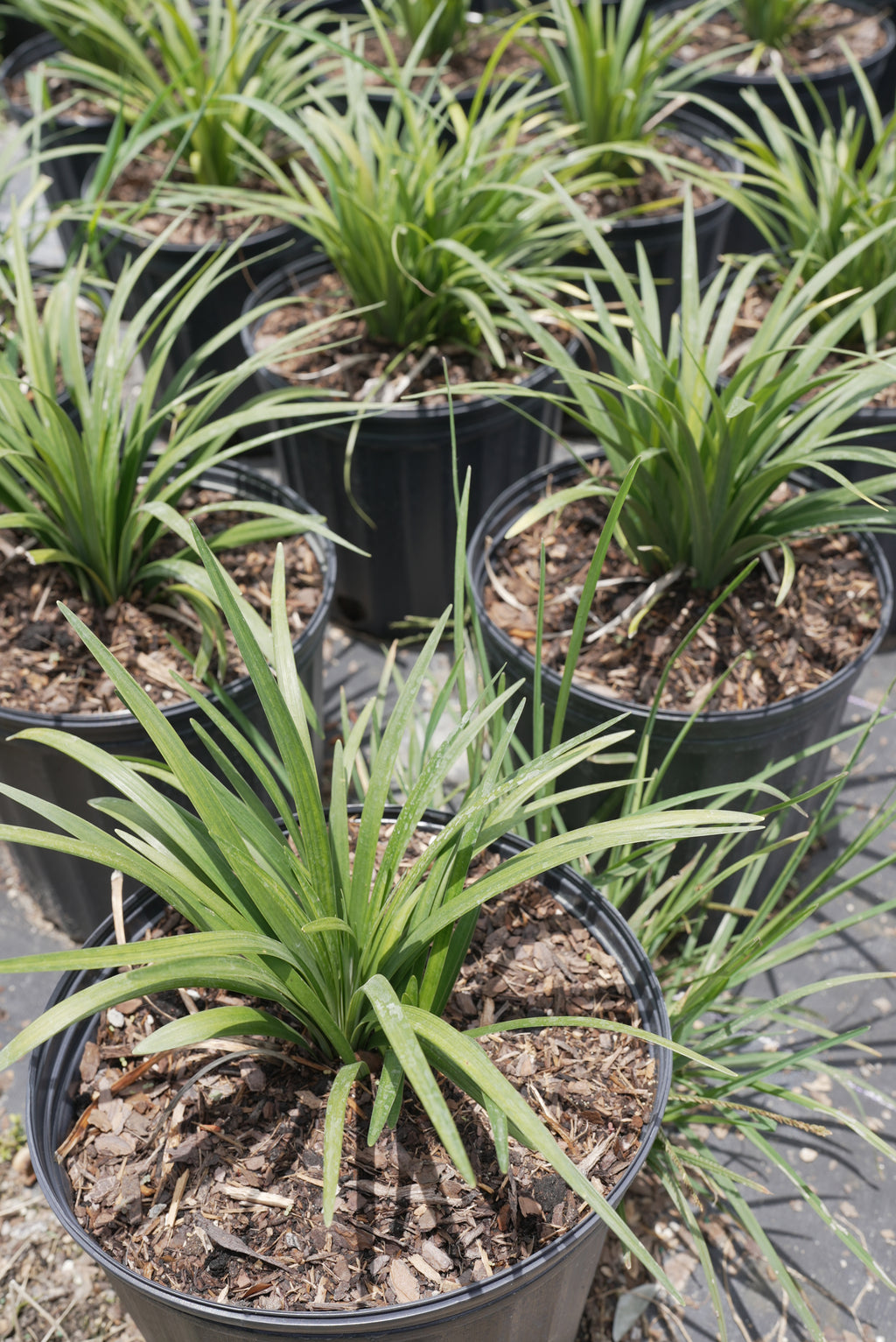 Liriope