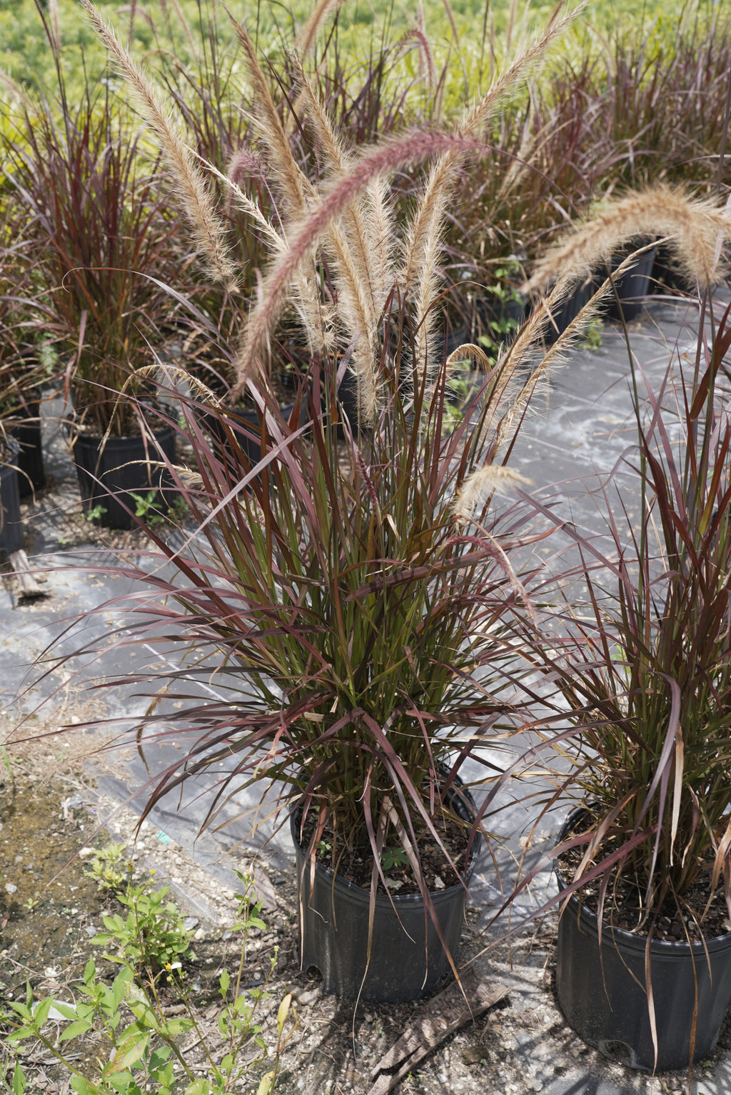 Purple Fountain Grass