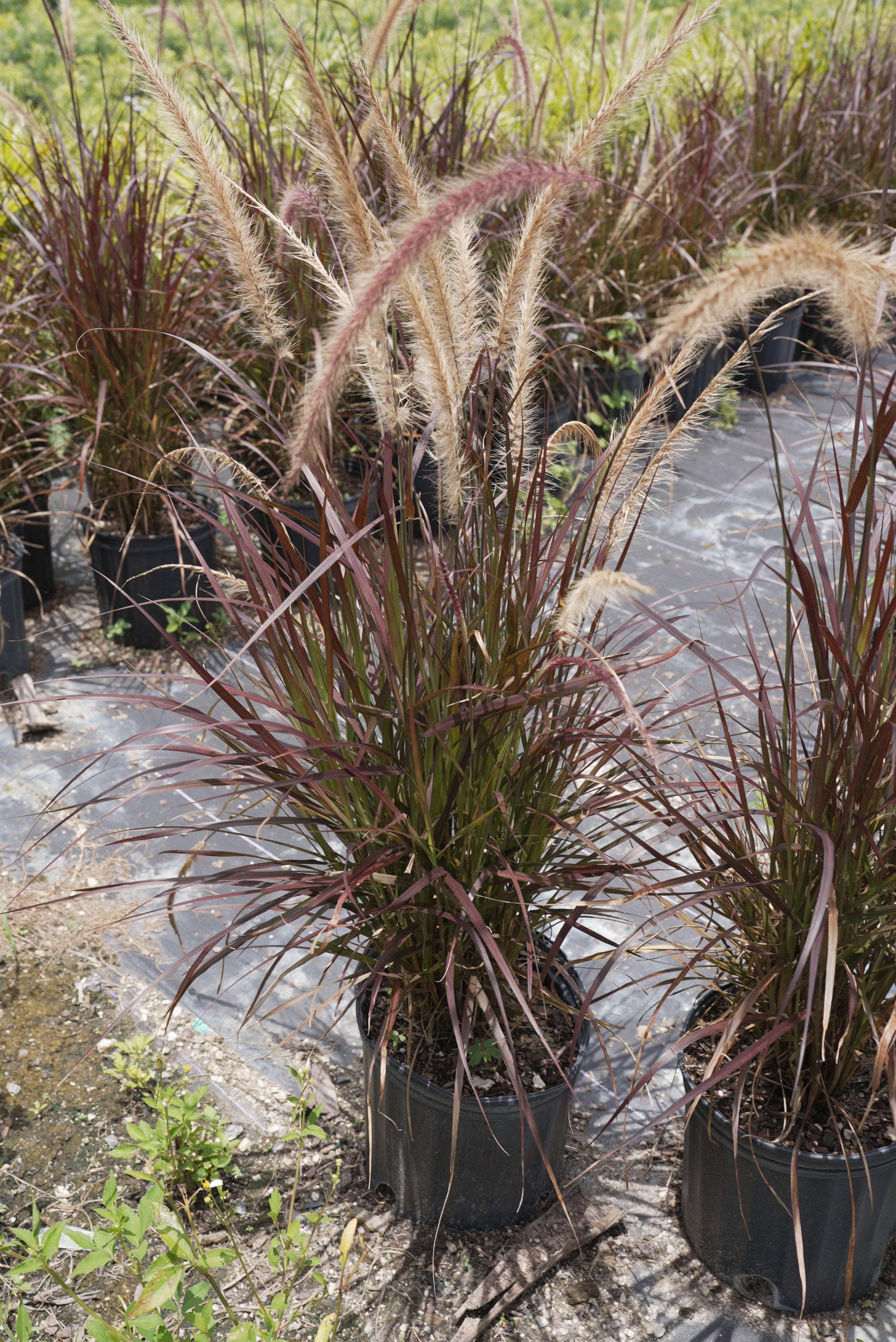 Purple Fountain Grass