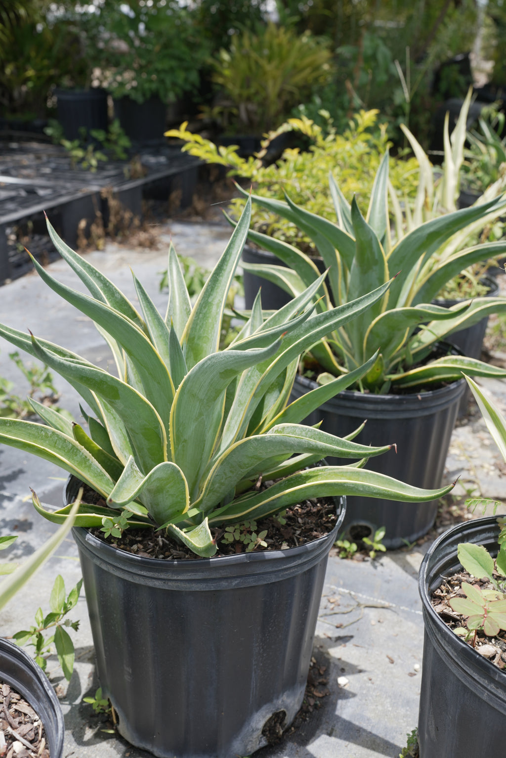 Agave 'Marginata' Small