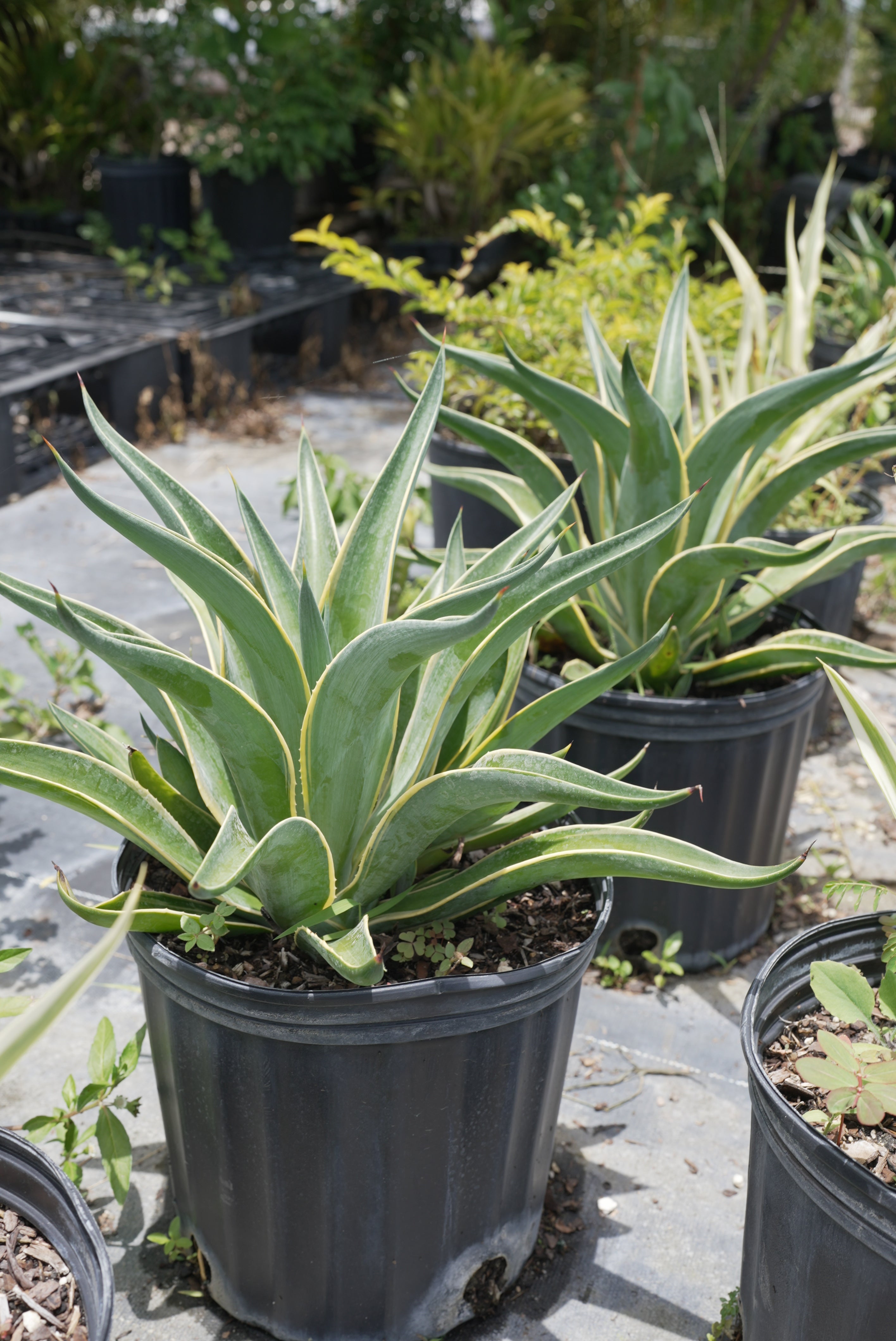 Agave 'Marginata' Small
