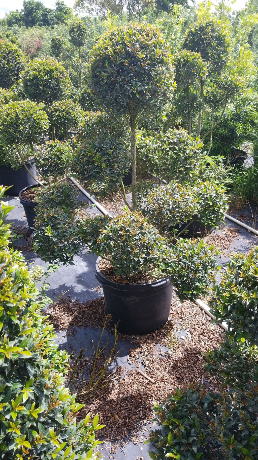 Multi Ball Eugenia Topiary (Approx. 4–5 ft)