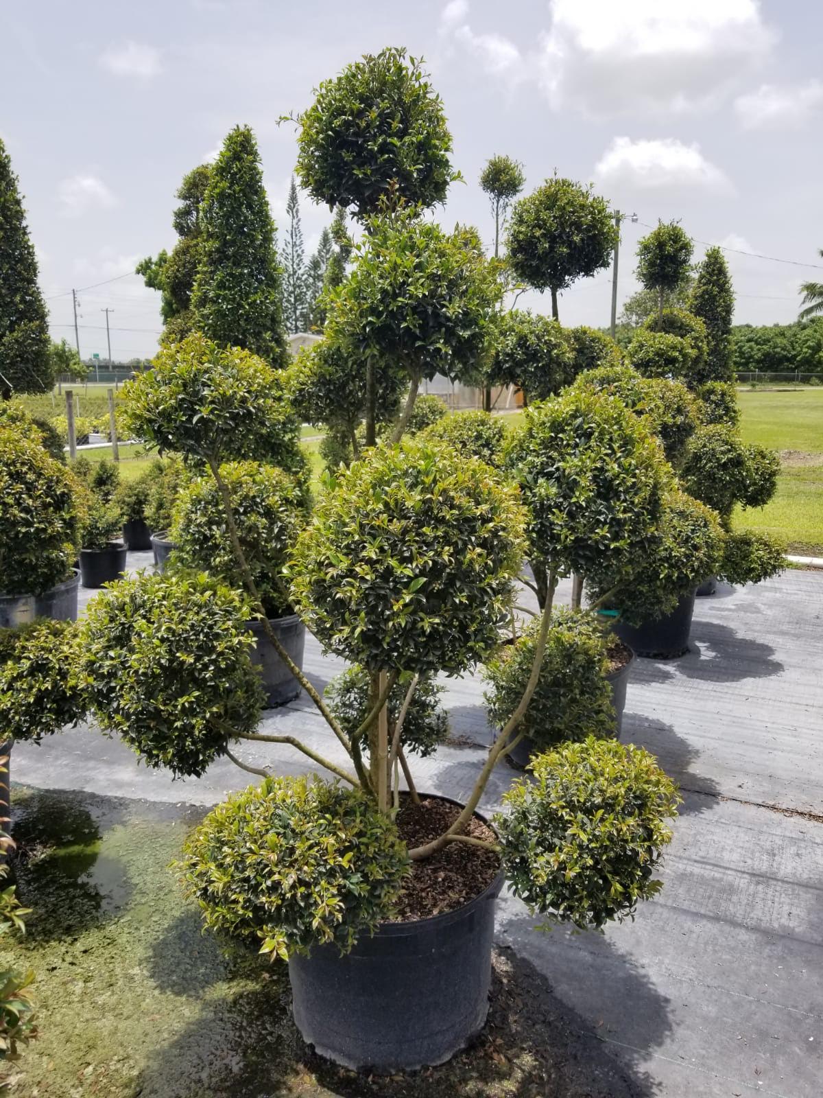 Eugenia Multi-Ball Topiary About 6- 7 feet tall