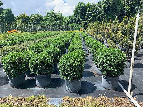 Eugenia Topiary Ball – Approx. 1.5 - 2  ft Wide