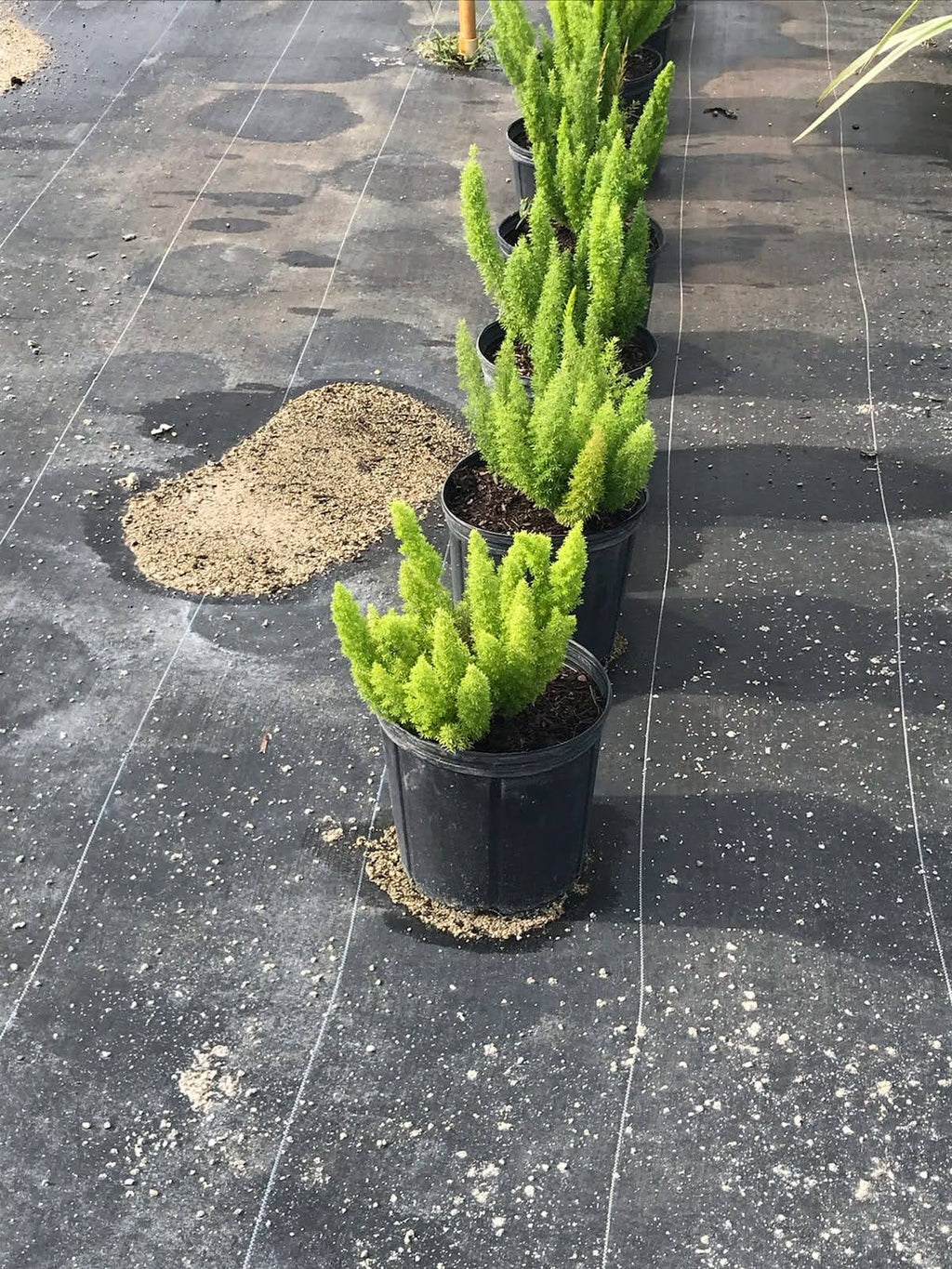 Foxtail Fern (Asparagus densiflorus 'Meyeri')