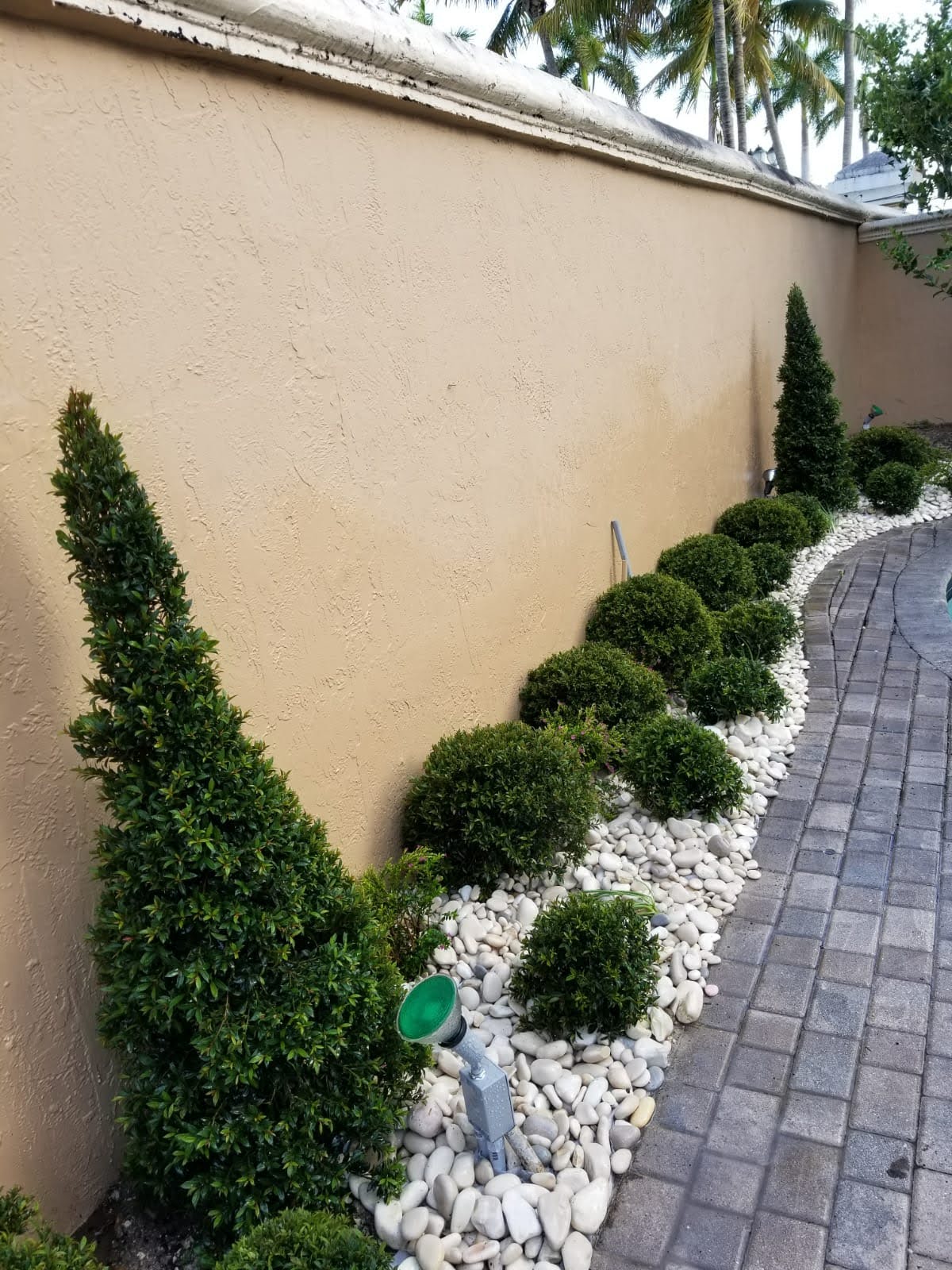 Eugenia Cone Topiary (4–6 ft Tall)