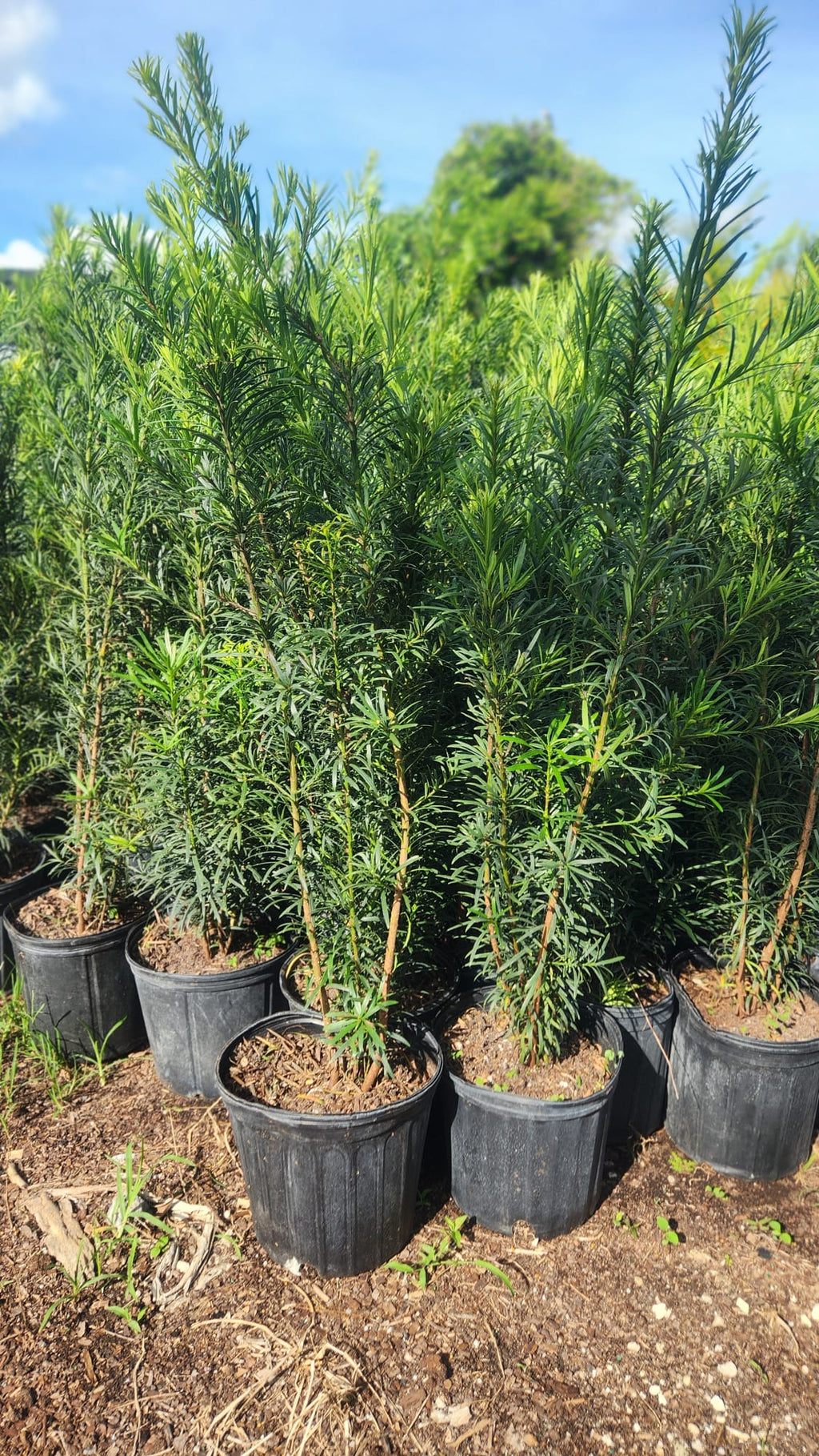 Podocarpus About 2-3 Feet Tall