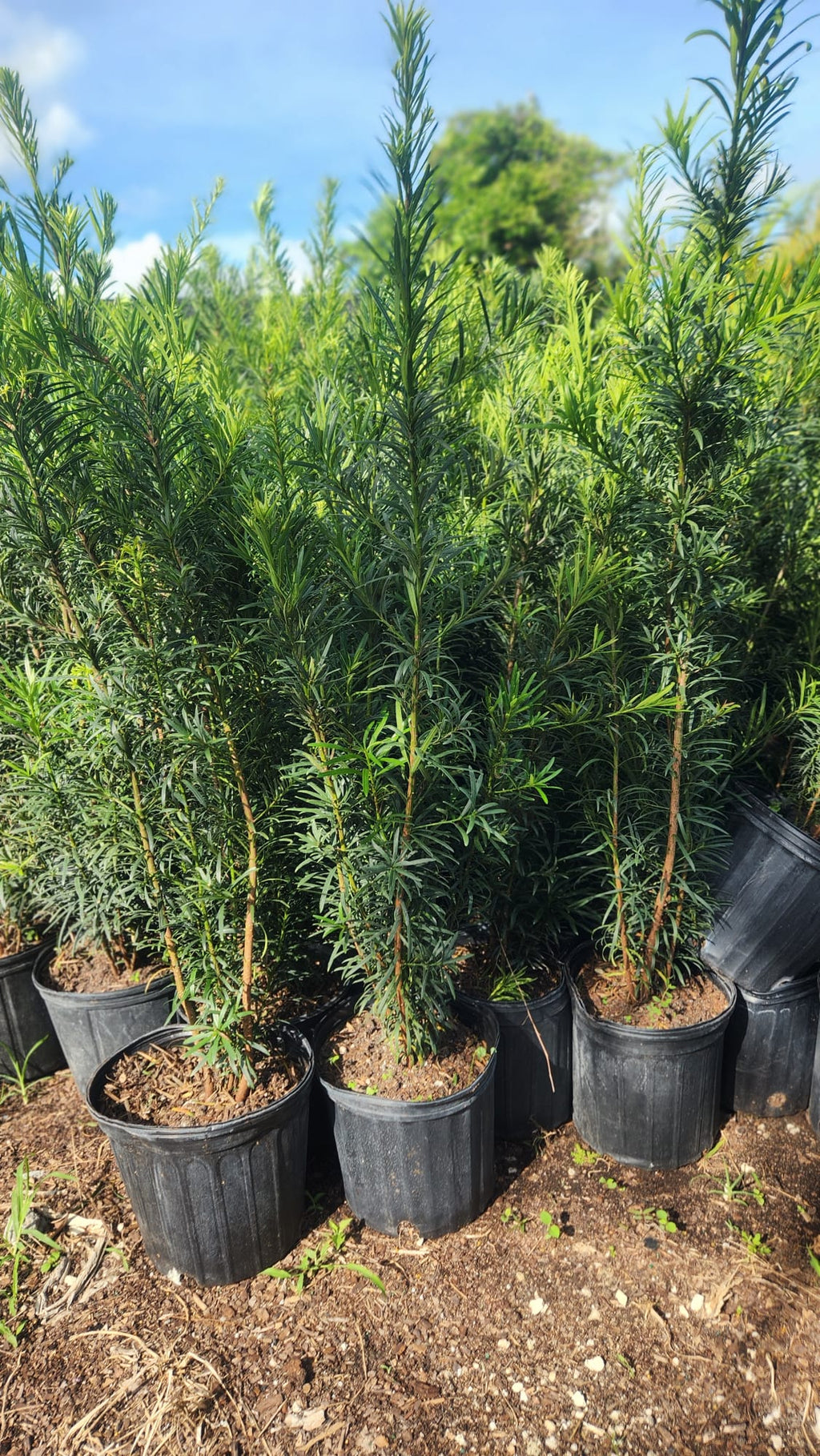 Podocarpus About 2-3 Feet Tall