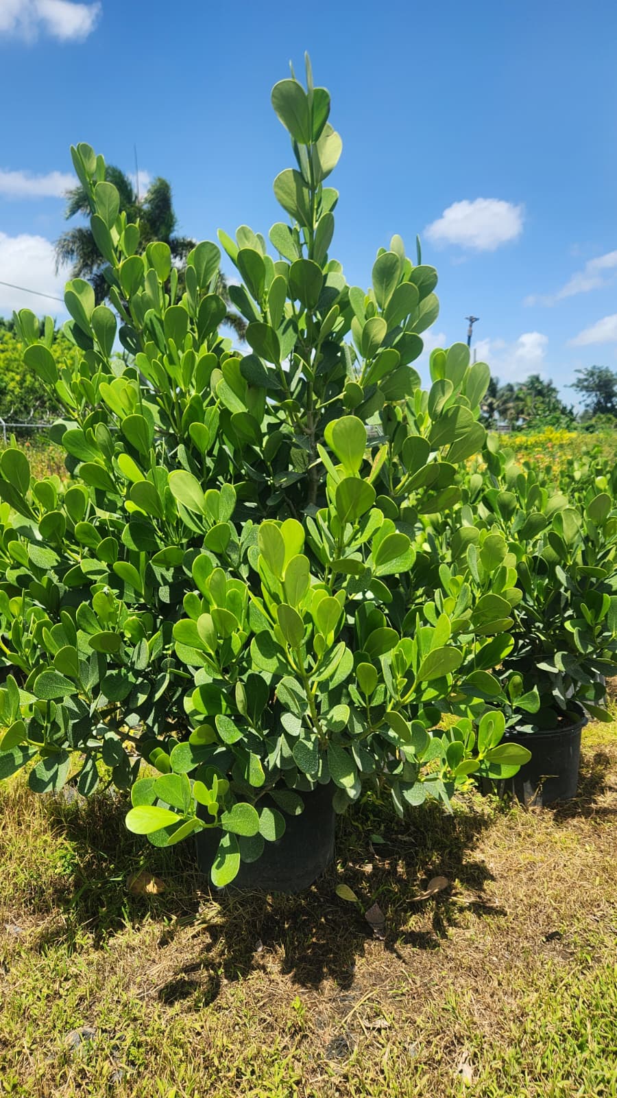 Clusias About 6 Feet Tall