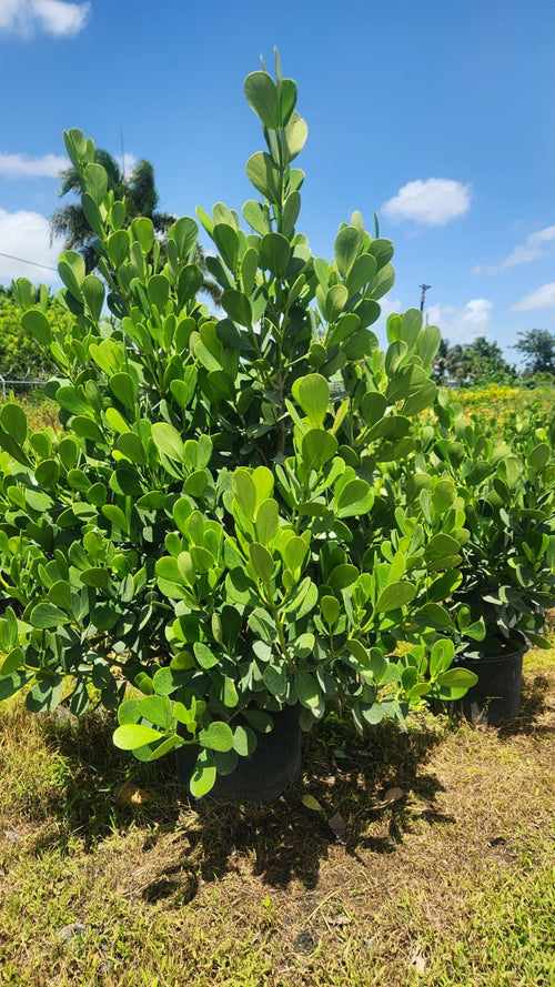 Clusias About 6 Feet Tall