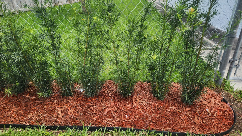 Podocarpus About 2-3 Feet Tall Privacy Plants Low Maintenance Native Plant