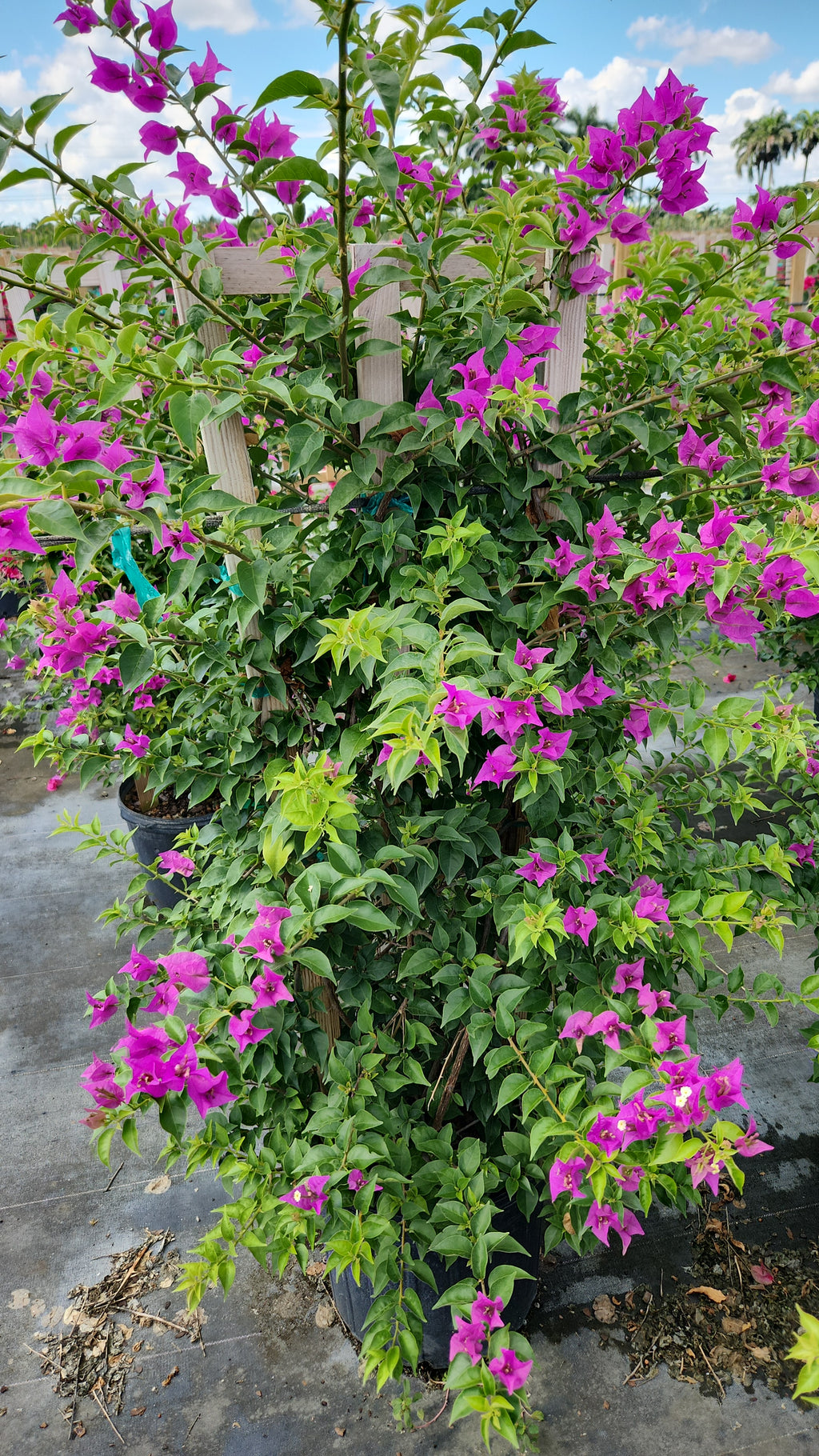 Purple Bougainvillea Trellis - About 4 Feet Tall