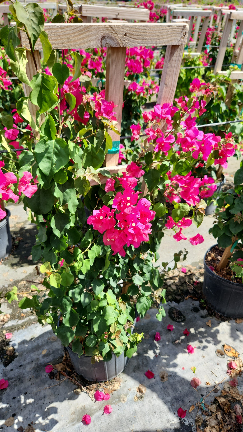 Pink Bougainvillea on Trellis –  About 4 Feet Tall