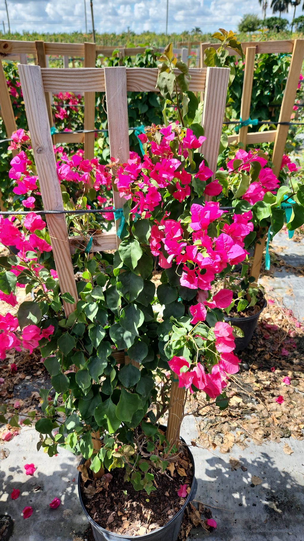 Pink Bougainvillea on Trellis –  About 4 Feet Tall