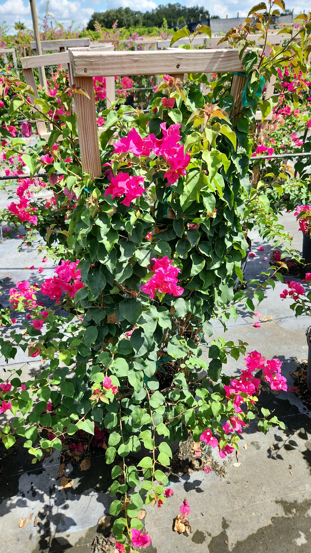 Pink Bougainvillea on Trellis –  About 4 Feet Tall