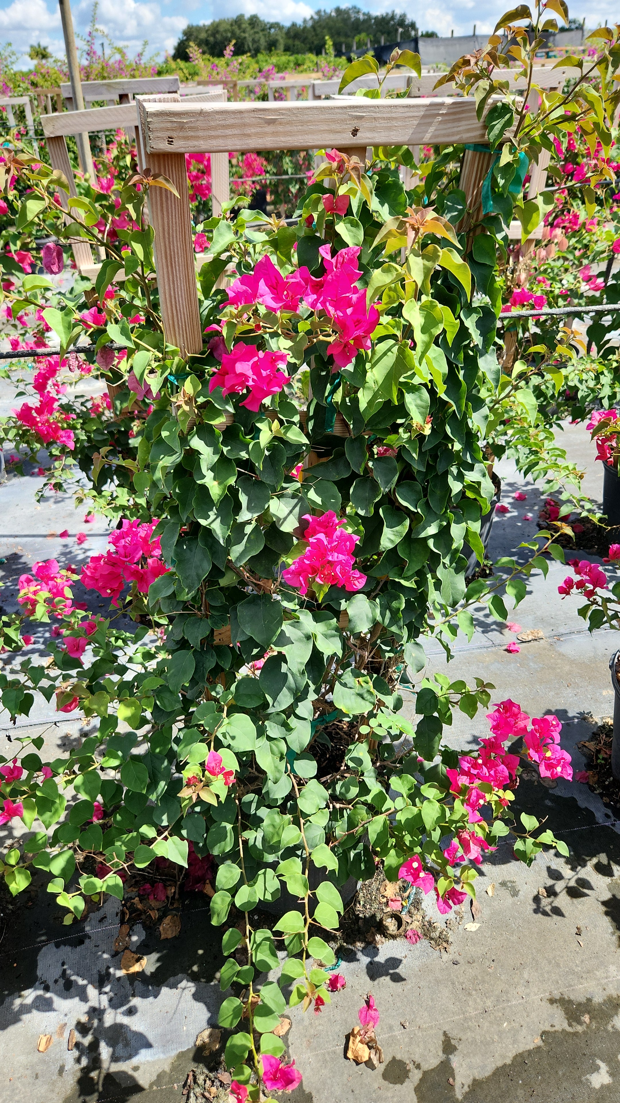 Pink Bougainvillea on Trellis –  About 4 Feet Tall