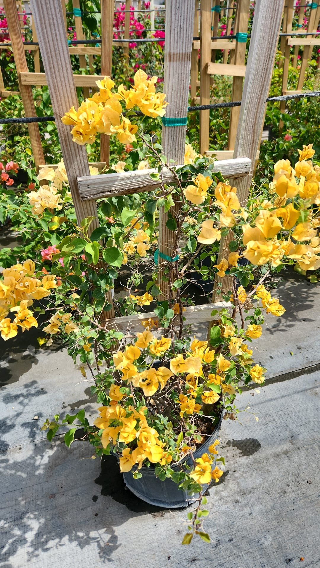 Yellow Bougainvillea on Trellis – About 4 Feet Tall