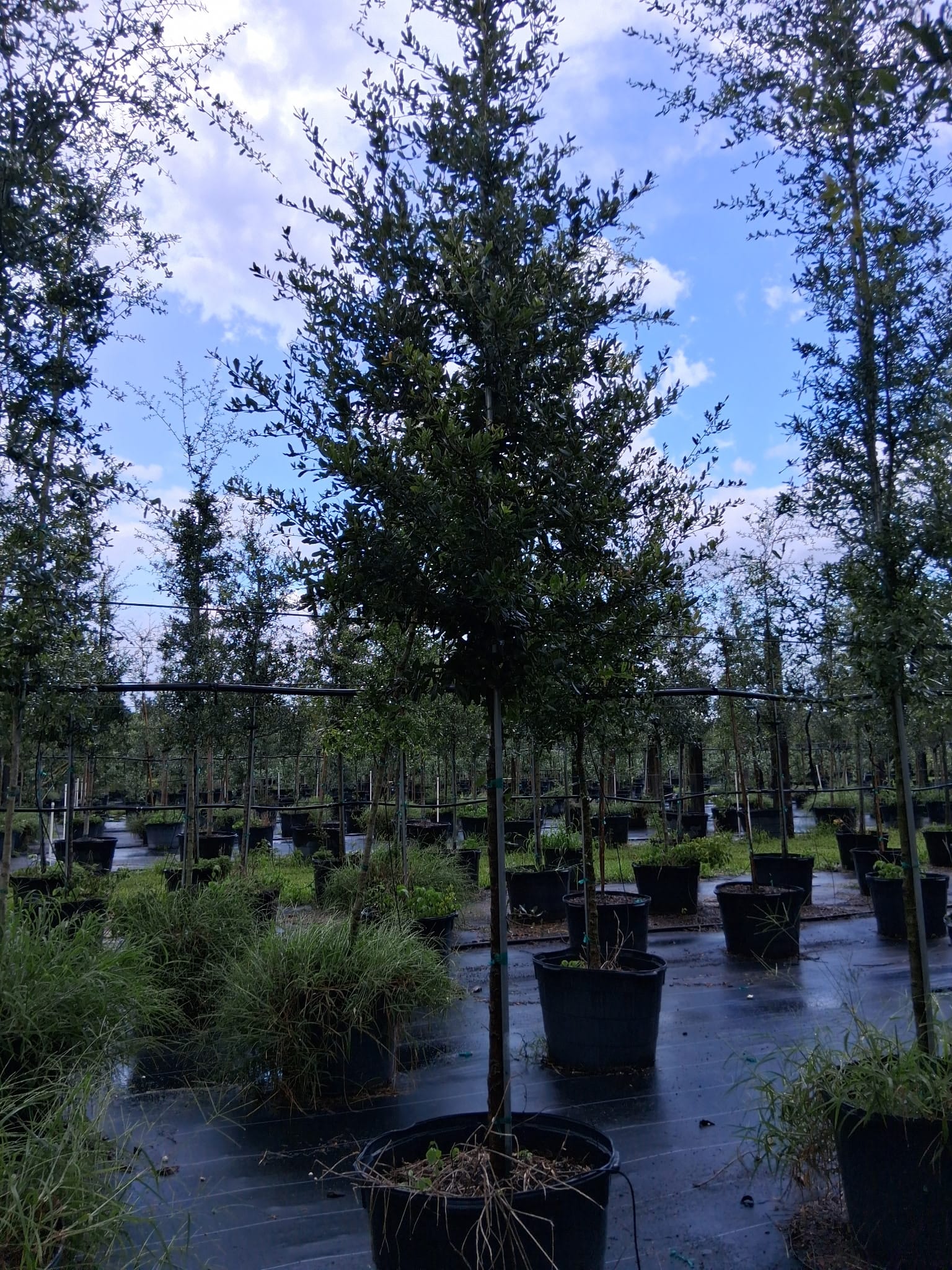 Live Oak About 12 Feet Tall