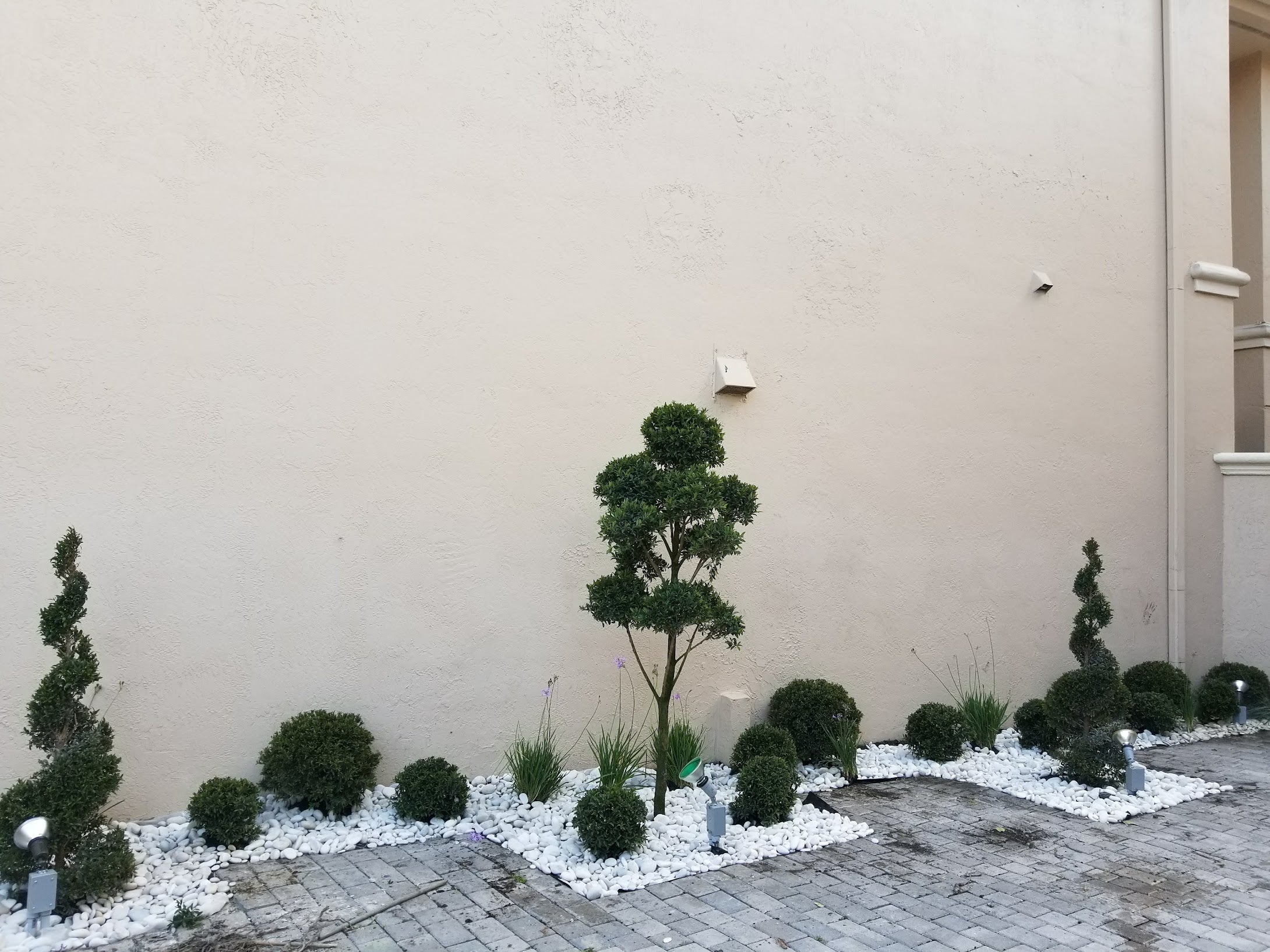 Eugenia Topiary Ball – Approx. 1 ft Wide